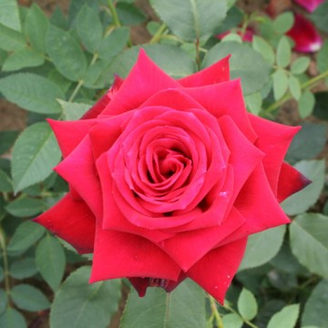 Ruby Wedding Rose